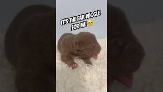 What’s your favorite part? #puppy #puppies #xlamericanbully #newborn #cute #pets