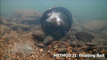 Best Way to Catch Crawfish - Crayfish