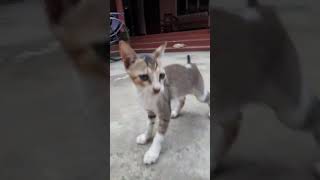 play time😉 #cats#catvideos#pets#trending#viral#cute#youtube#shorts#catlife#viralshort#animals#kitten