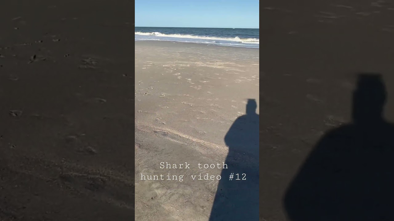 Shark tooth hunting video #12- where to find shark teeth on Amelia Island, Florida beach tide pools