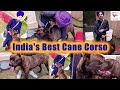 India&#39;s Best Cane Corso || Giant dogs of india || Nihang singh loves cane corso || Dog can kill loin