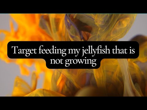 Target feeding my pet jellyfish that is not growing