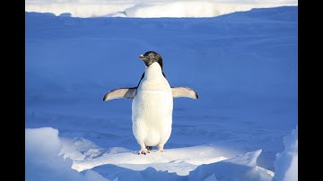 Penguin chicks rescued by unlikely hero