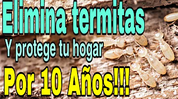 ¿Pueden enfermar las termitas?