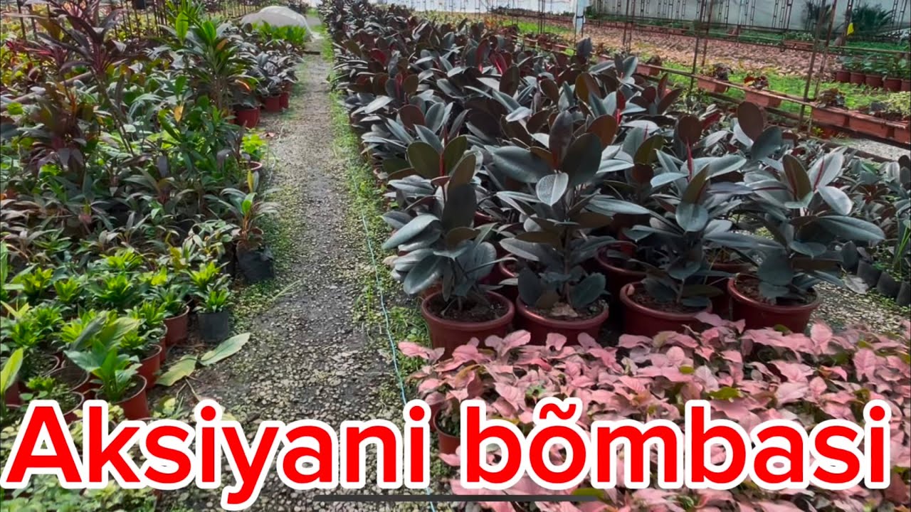 2 Gektar tõla gullar suv tekinga obunachilarga