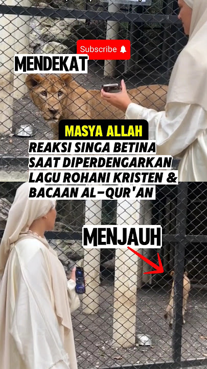 Bacaan Alquran & lagu rohani⁉️reaksi singa tak terduga #alquran #bacaanalquran #reaksi #muslimpulsee