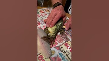 How to fillet a crappie! #foryou #fillet #fishing #fish #crappie #crappiefishing #fishingvideo #fyp
