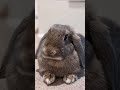 One photogenic bunny   the nut bunnies shorts