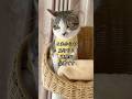 明日に抜糸を控え、元気が戻ってきた11ヶ月の心臓疾患の子猫🐱 #shorts #子猫の成長日記 #保護子猫
