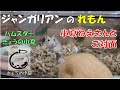 小夏ねえさんにごあいさつ！ジャンガリアンのれもん【ハムスター/ジャンガリアン】