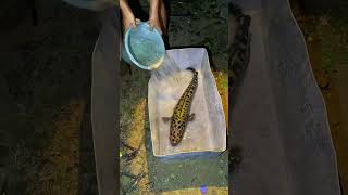 Masukin Ikan Toman Monster Ke Kolam Beton 😳 Resimi