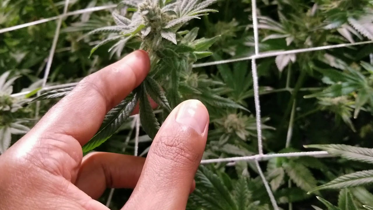 Gorrila Glue#4 & BTY OG *Day 58* Hang the whole plant to dry!