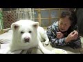 【秋田犬げんき】食べられそうになったりんごを取り返す【akita dog】