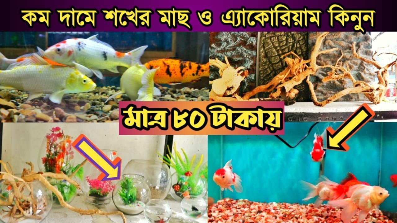 কমদামে মাছ ও অ্যাকোরিয়াম কিনুন Fish & Aquarium Price In Bangladesh