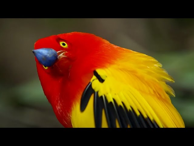 The Bowerbird's Grand Performance! | Life Story | BBC Earth class=