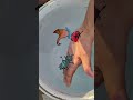 Lady bug 🐛🪲🪲🪲 ant with duck 🦆🦆 drawing wow it's amazing on water #shorts #drawing #viral