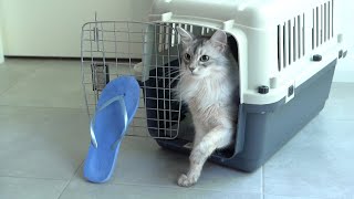 How to Teach Your Cat to Love Their Carrier? by Purrsome Brothers 577 views 3 years ago 3 minutes, 56 seconds