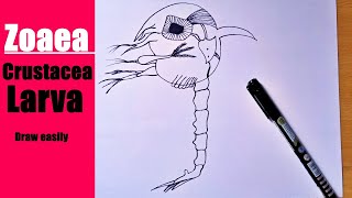 larval forms of crustacea | zoaea larva | how to draw zoaea larva | how to draw crustacea larva