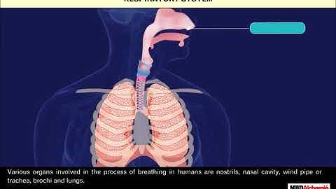 Respiration in Organisms | Class 7