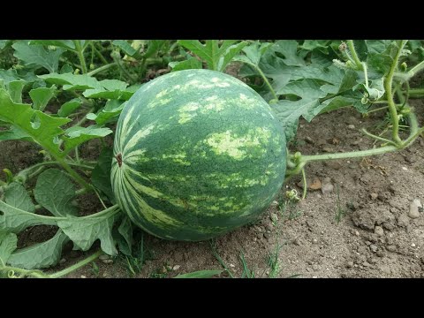 Video: Wie Man Wassermelonen Aus Wolgograd Transportiert