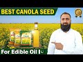 Best Canola Seed for Edible Oil in Pakistan I Bilal Kanju Official