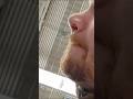 00g septum hole 🕳️