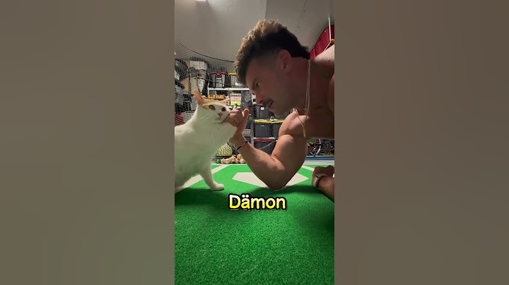 Unterschätze niemals eine hungrige Katze 😭
