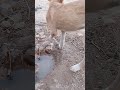 😋😛 #dog #puppy #dogvideos