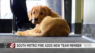 South Metro Fire welcomes emotional support dog Hal thanks to Soldier's 6
