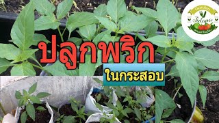 #พริก #ผักสวนครัวปลูกง่าย ปลูกพริกในกระสอบ : ลดต้นทุนซื้อกระถางปลูก, grow vegetable at home. ep.68