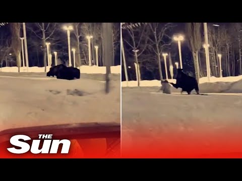 Woman kicked in head by moose in Anchorage, Alaska