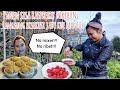 PANEN SISA RASPBERRY DI KEBUN LANGSUNG BUAT CAKE RASPBERRY PISANG || NO RIBET NO MIXER