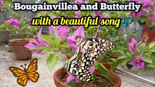 Bougainvillea and Butterfly//Bougainvillea Collection//Lag Ja Gale ke Phir Ye Haseen Raat Ho Na Ho