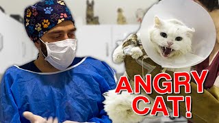 Treated Cat ATTACKED Us! ( 3 Big Stones In Her Bladder! )