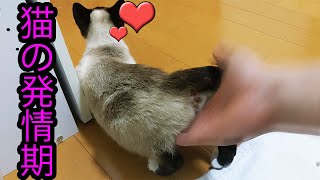 発情期の猫（ニャル様）がアソコを撫でろと言うので愛撫した。 by 猫実験室 36,494 views 3 years ago 1 minute, 23 seconds