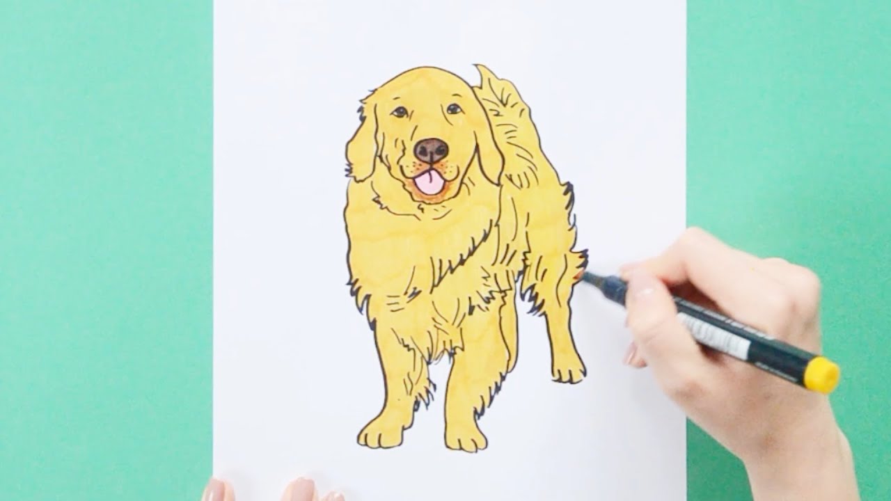 how to draw a Golden Retriever dog - YouTube