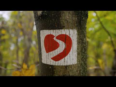 Videó: Miért Hasznos Az Erdő? Fák őseink életében - Alternatív Nézet