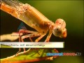 "Small insects politics "VC Arun's