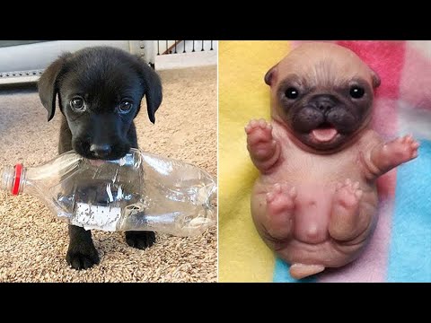 Baby Dogs ???? Cute and Funny Dog Videos Compilation #3 | 30 Minutes ...