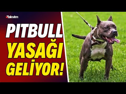 Video: Iowa Kasabasında Tartışmalı Pit Bull Yasağı Kaldırıldı