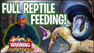 FULL REPTILE FEEDING VIDEO | THE REAL TARZANN