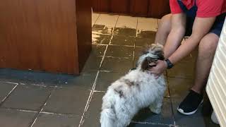 Havanese Sara - at Chivet Coffee