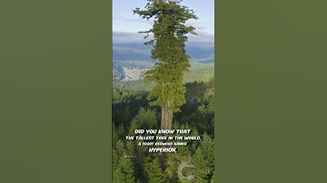 Thumbnail of World's Tallest Tree REVEALED! 🌲 Hyperion, the Coast Redwood | #Shorts