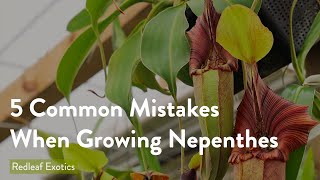 5 Most Common Mistakes When Growing Nepenthes