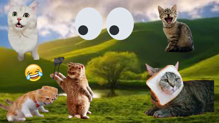 Video 1953701: cat dog fails, laugh cats dogs, funny cats dogs, cat enjoying