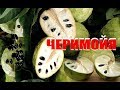 Экзотический фрукт - ЧЕРИМОЙЯ