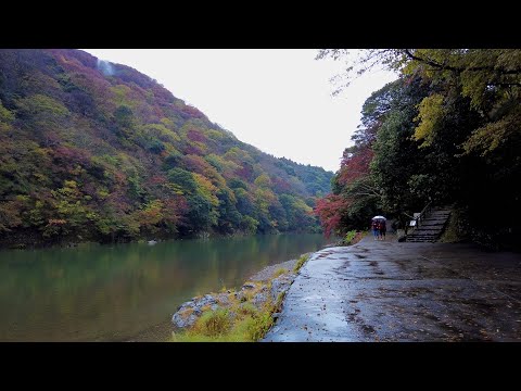 Autumn Rainy Day Walk in Arashiyama Kyoto Japan | 4K ASMR | Binaural Rain Ambience