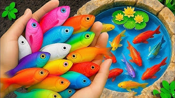 Tangkap Ikan Hias Warna-warni di Kolam Kecil, Ikan Oscar, Ikan Mas, Guppy, Bayi Penyu, Video Ikan