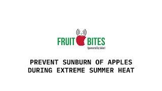 Prevent Sunburn of Apples During Extreme Summer Heat