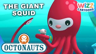@Octonauts - The Giant Squid S1:EP6 Full Episode @WizzCartoons